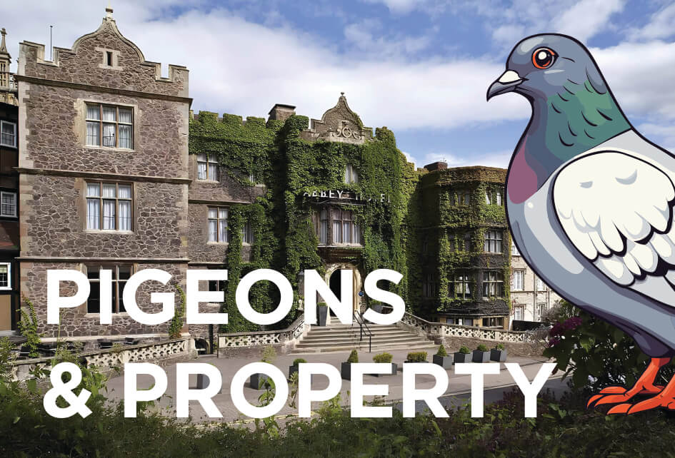PIGEONS